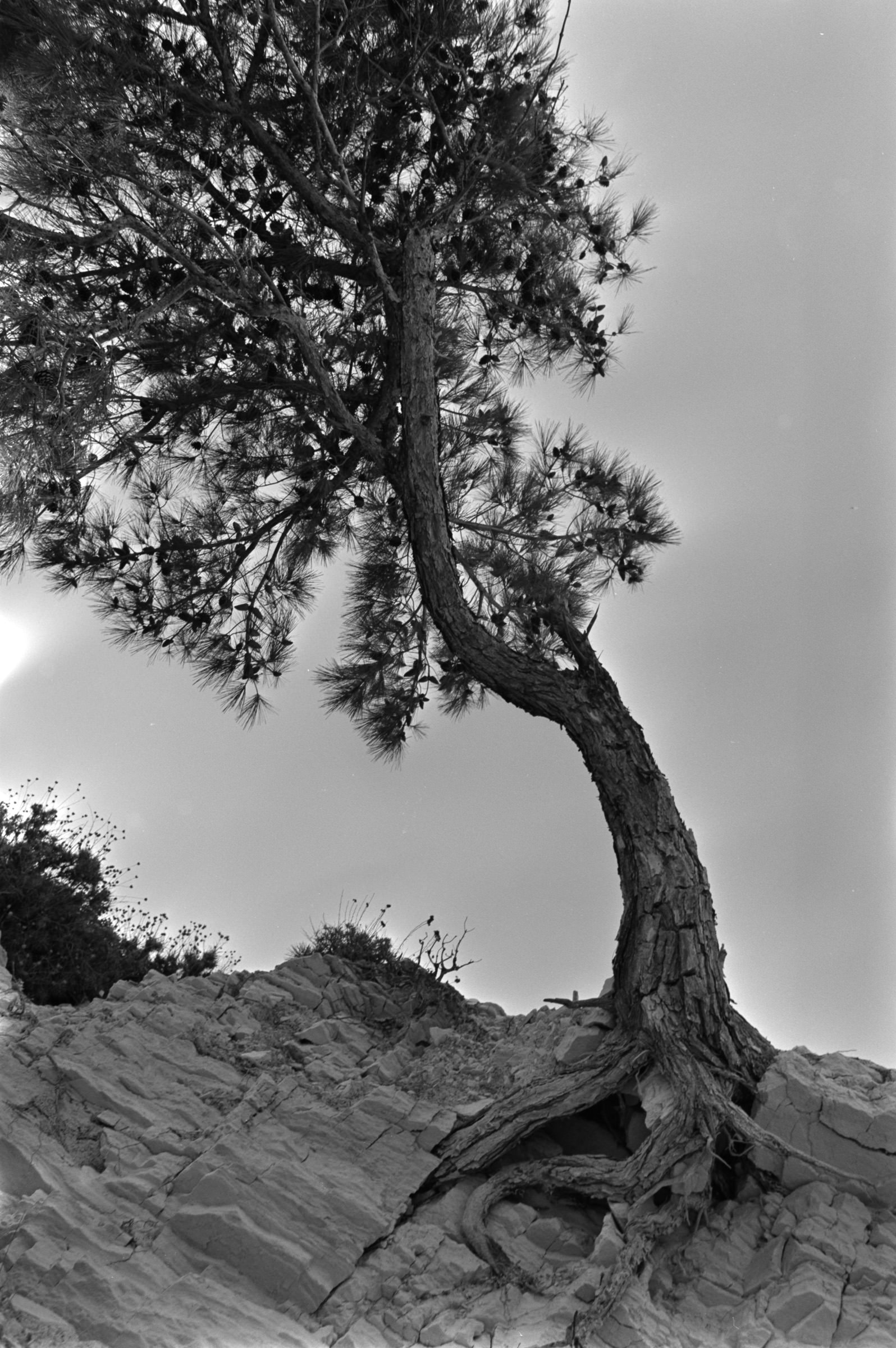 AHP F1991 09 002 sc240801 img01 NLP